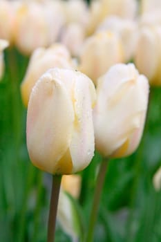 Fresh blooming tulips in the spring garden