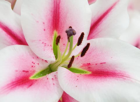 Blossoming lilies in the garden