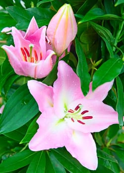 Blossoming lilies in the garden
