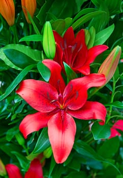 Blossoming lilies in the garden