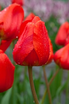 Fresh blooming tulips in the spring garden