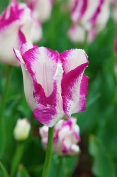 Fresh blooming tulips in the spring garden