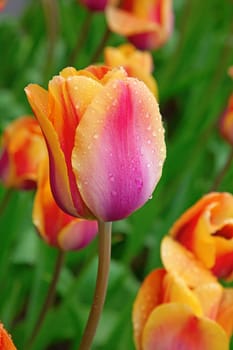 Fresh blooming tulips in the spring garden