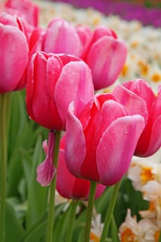 Fresh blooming tulips in the spring garden