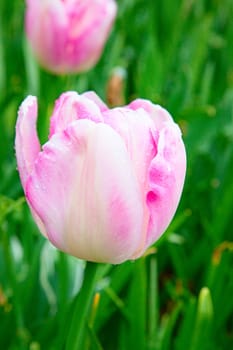 Fresh blooming tulips in the spring garden