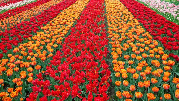 Fresh blooming tulips in the spring garden