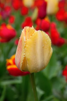 Fresh blooming tulips in the spring garden