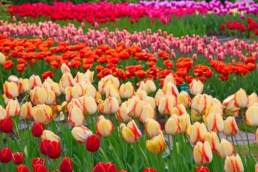 Fresh blooming tulips in the spring garden