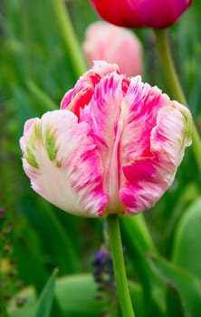 Fresh blooming tulips in the spring garden