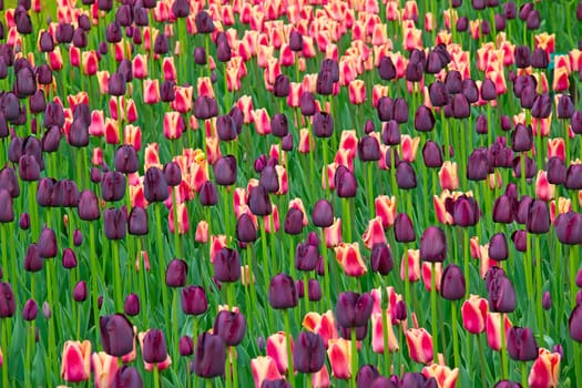 Fresh blooming tulips in the spring garden