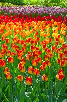 Fresh blooming tulips in the spring garden