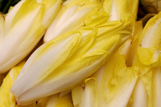 Belgium Yellow Endives at the farmers market