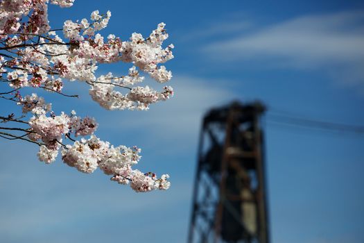 Cherry Blossoms against soft focus Portland Steel bridge