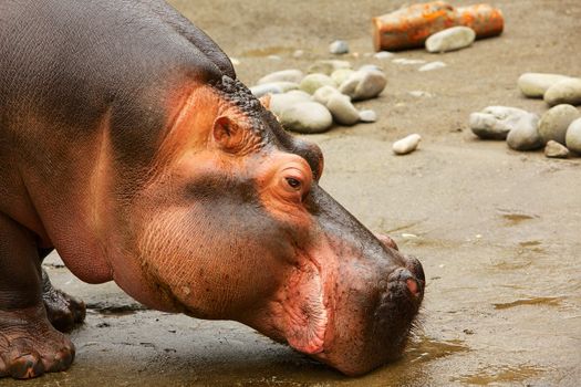 Closeup of a hippopotamus head with rocks in background
