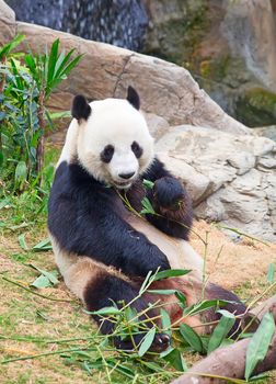 Giant panda bear eating bamboo leafs