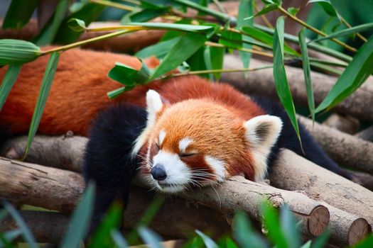 Red panda (firefox) sleeping on the tree