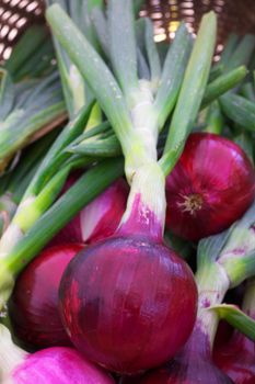 Pile of Red onions at the farmers market