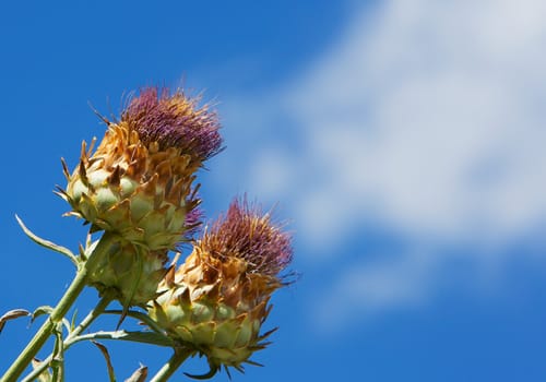 Wild Artichoke against a blue sky with white clouds