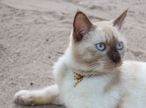 Cat with black nose lying on the sand