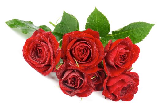 Bunch of Beauty Perfect Red Roses with Water Droplets and Leafs isolated on white background