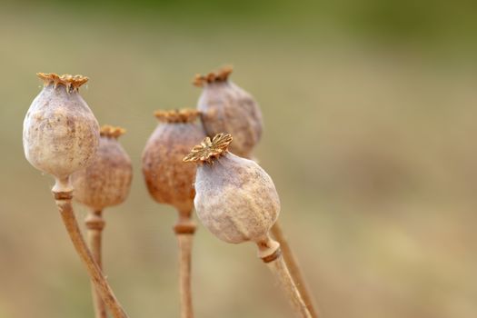 Detail of dry tree poppyheads on the field with shallow focus