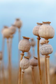 Detail of dry tree poppyheads on the field with shallow focus against blue sky