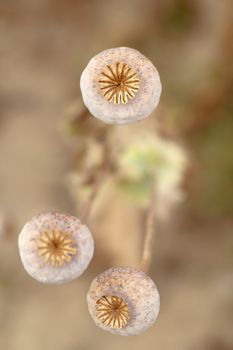 Detail of dry tree poppyheads on the field with shallow focus