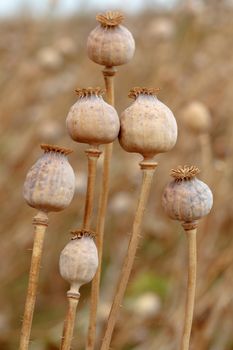 Detail of dry tree poppyheads on the field with shallow focus
