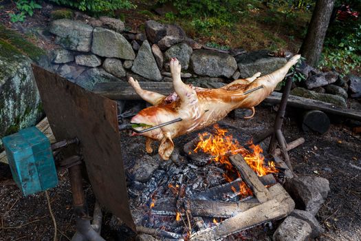 Outdoor roasting Pig on the grill in the open fire