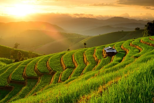 lannscape of Rice Terraces with sunset backdrop at Ban Papongpieng Chiangmai Thailand