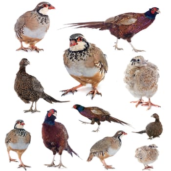 game birds in front of white background
