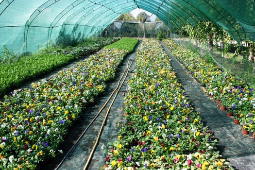 Flower production in the nursery