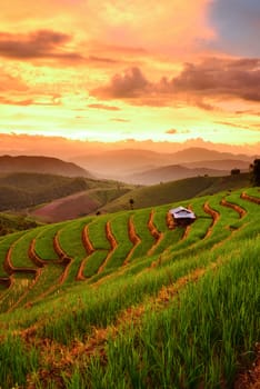 lannscape of Rice Terraces with sunset backdrop at Ban Papongpieng Chiangmai Thailand