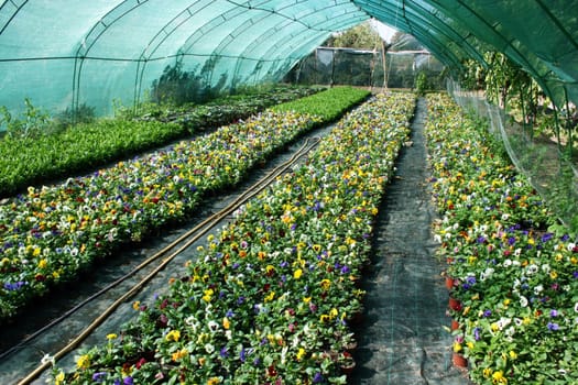 Flower production in the nursery