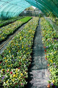 Flower production in the nursery