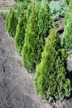 Thuja production in the nursery