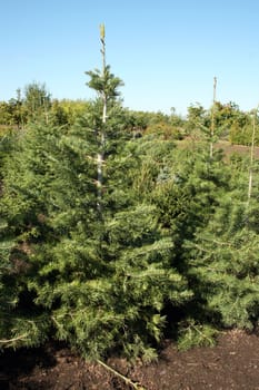 Pine tree production in the nursery