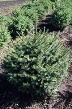 Pine tree production in the nursery