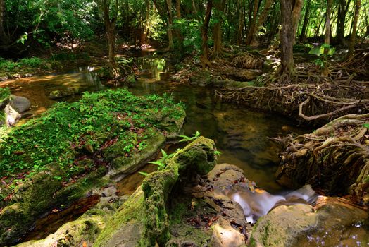 Creek closeup and moss on rock in a forrest