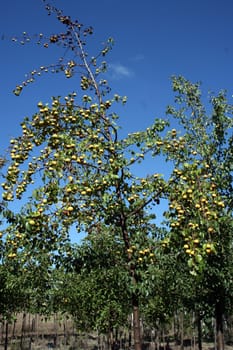 Wild pear production in the nursery