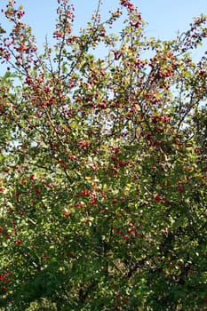 Sweetbrier production in the nursery