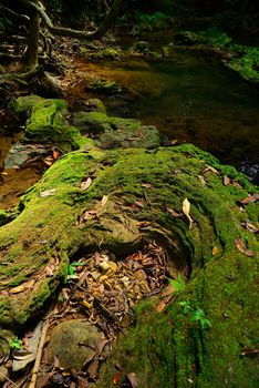 Creek closeup and moss on rock in a forrest