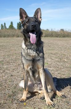 portrait of a  purebred german shepherd outdoors