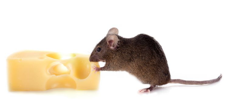 mouse and cheese in front of white background