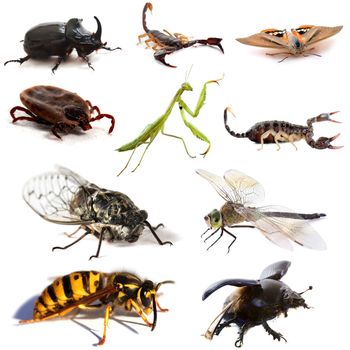 insects and scorpions in front of white background