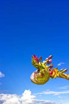 The bouquet of Oroxylum indicum in the head of Naga shape, one of thai vegetable and medicinal properties.