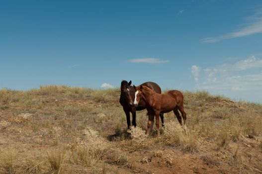Wild horse with a foal on the steppe.