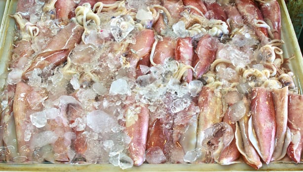 Fresh squids in the market