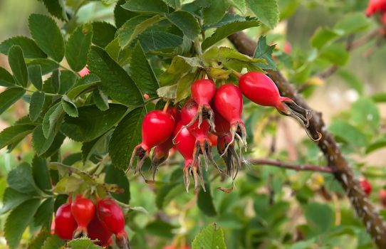 Ripe berries of dogrose on a branch close up.