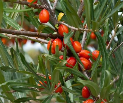 Close up shot of ripe sea-buckthorn berries on a branch.
